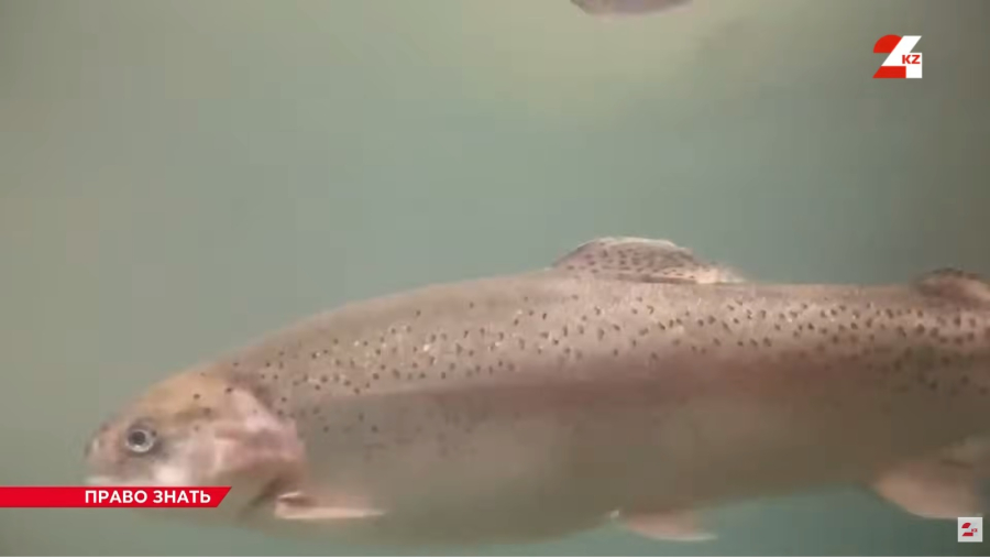 Рыбная отрасль набирает обороты