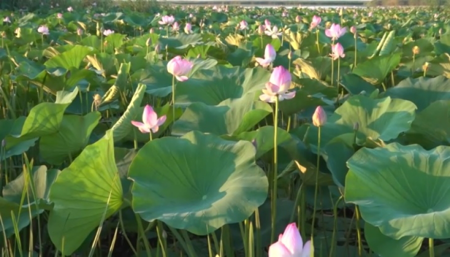 Фестиваль лотосов в Атырауской области продлится месяц