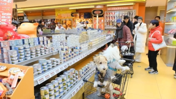 Молодежь в КНР предпочитает заводить питомцев вместо детей