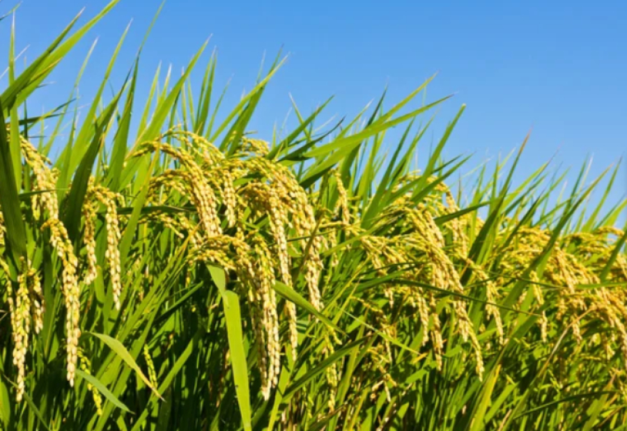 Новый сорт риса вывели в Казахстане