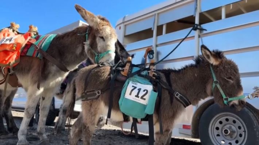 Ежегодные гонки с ослами прошли в США