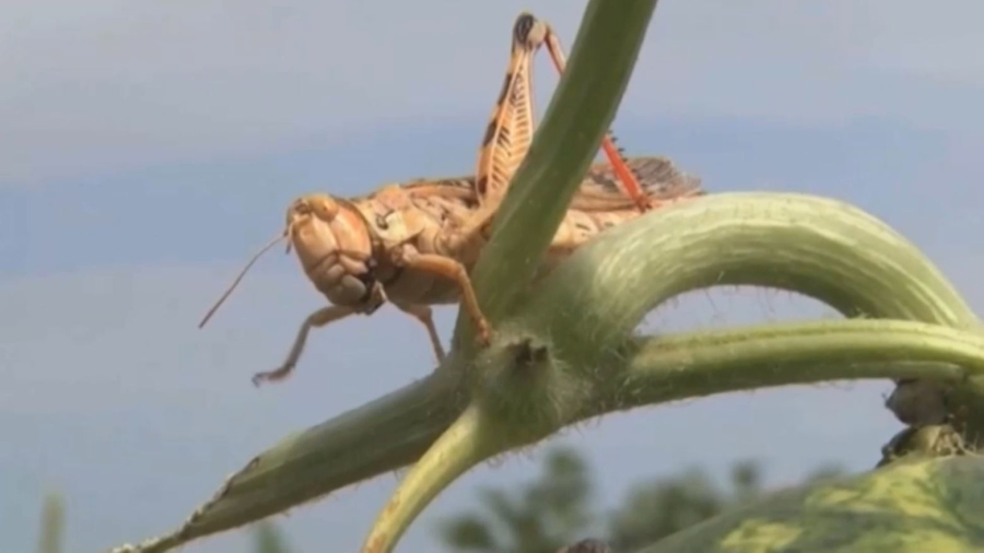 Шегірткемен күрес: 1,4 млн гектар алқап өңделді