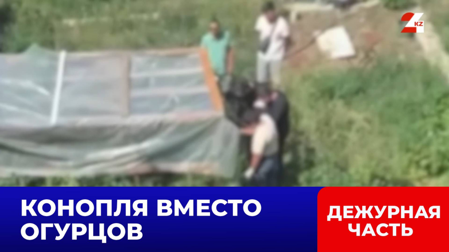 Вместо овощей агроном из Павлодара выращивал коноплю