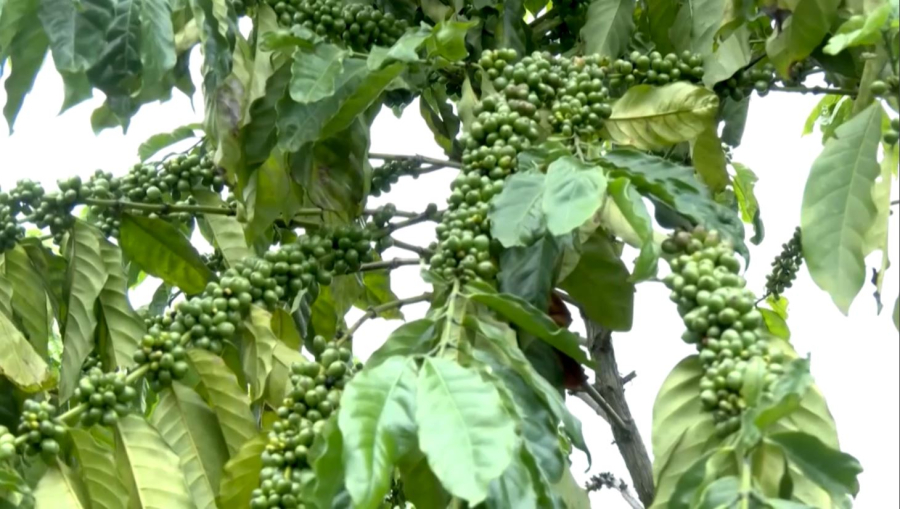 Әлемде кофе өндіру баяулады