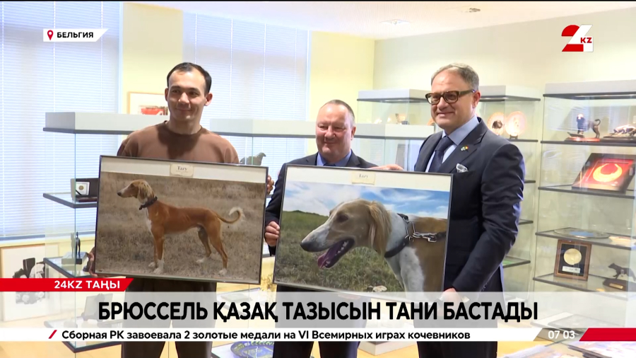 Брюссель қазақ тазысын тани бастады