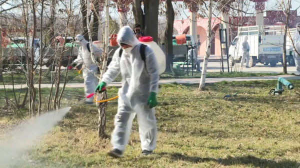 Шымкентте зиянкестерді улау жұмысы ерте басталды
