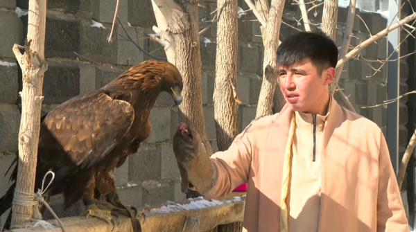 Древнее мастерство беркутчи возрождают в Кызылординской области