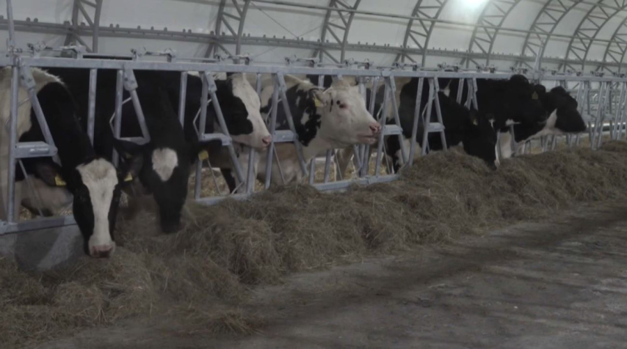 СҚО-ға асылтұқымды мал әкелінді