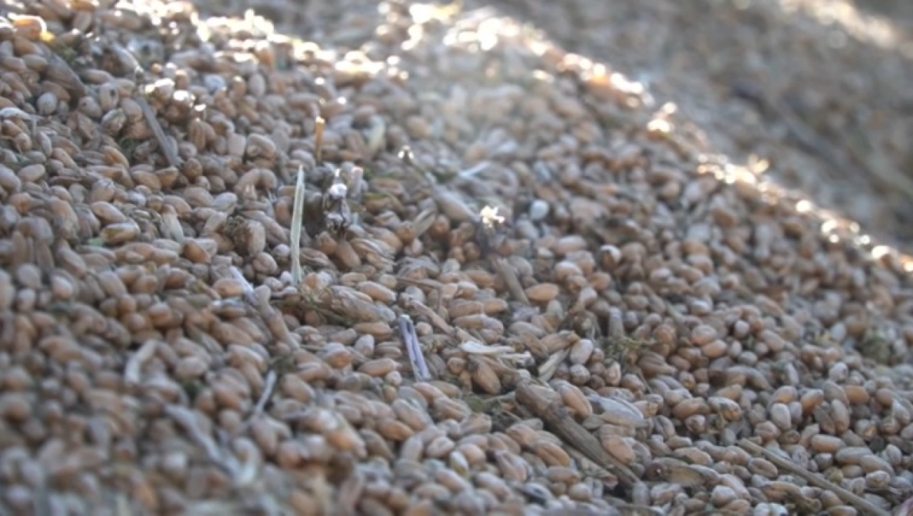 Экспортный рынок зерна простаивает