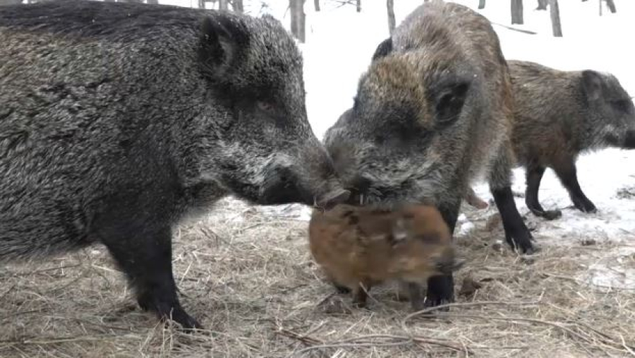 Диких животных подкармливают в ЗКО