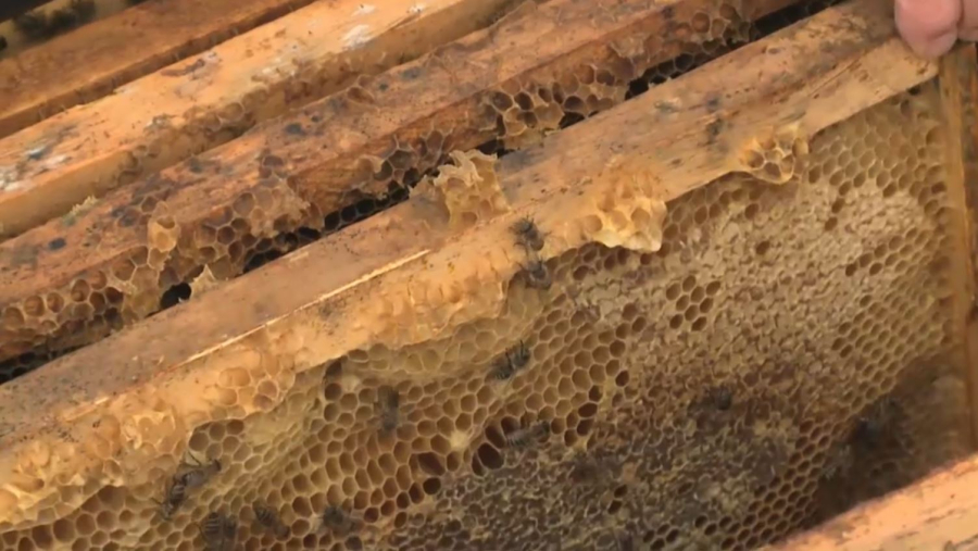 Казахстан налаживает экспорт мёда в страны ЕС