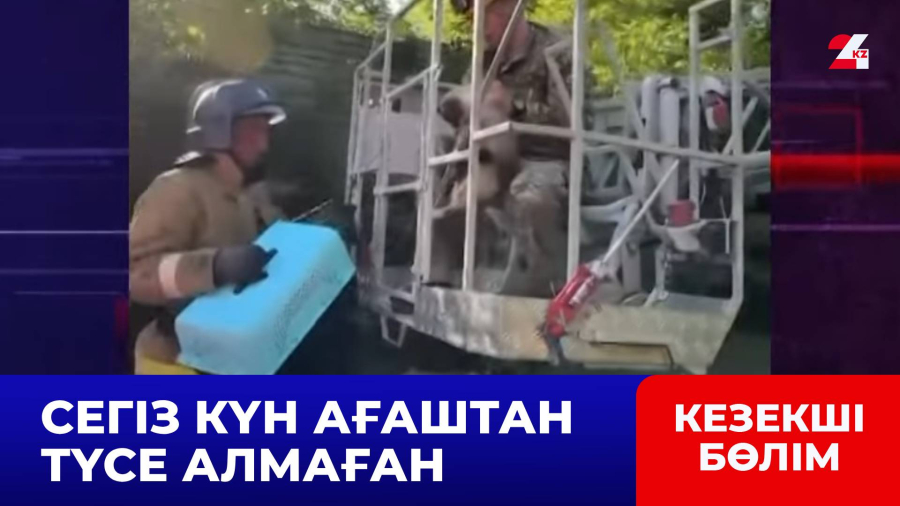 Құтқарушылар мен көпқабатты үйдің тұрғындары мысықты құтқарып қалды