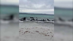 Десятки китов выбросились на побережье Австралии