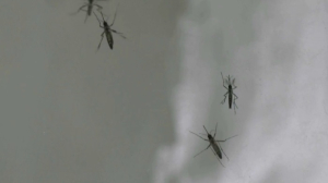 Бангладеште денге безгегі өршіп тұр