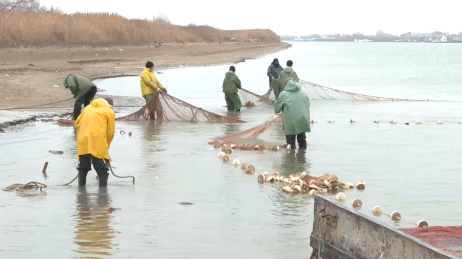 Жайық өзенінде көксерке көбейді