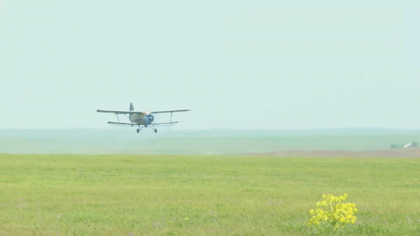 В Туркестанской области уничтожают очаги распространения саранчи