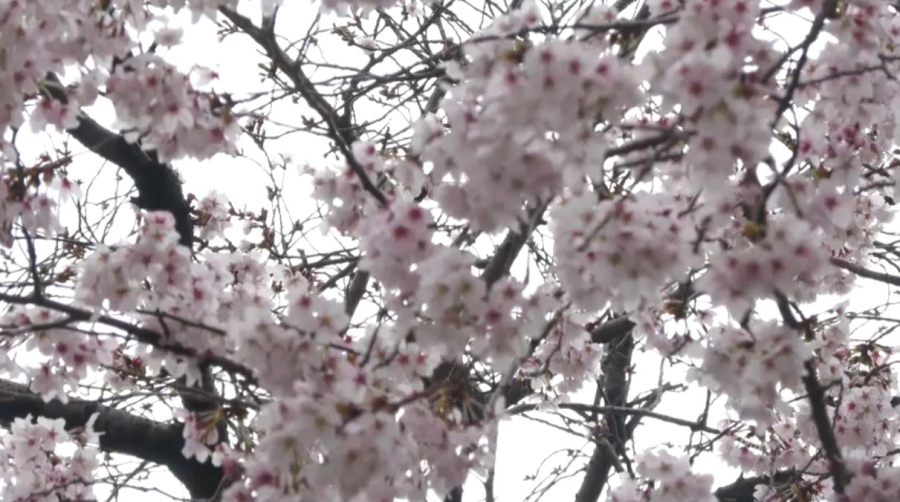 Сезон цветения вишни наступил в Южной Корее