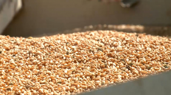 К посеву пшеницы и люцерны приступили в Кызылординской области