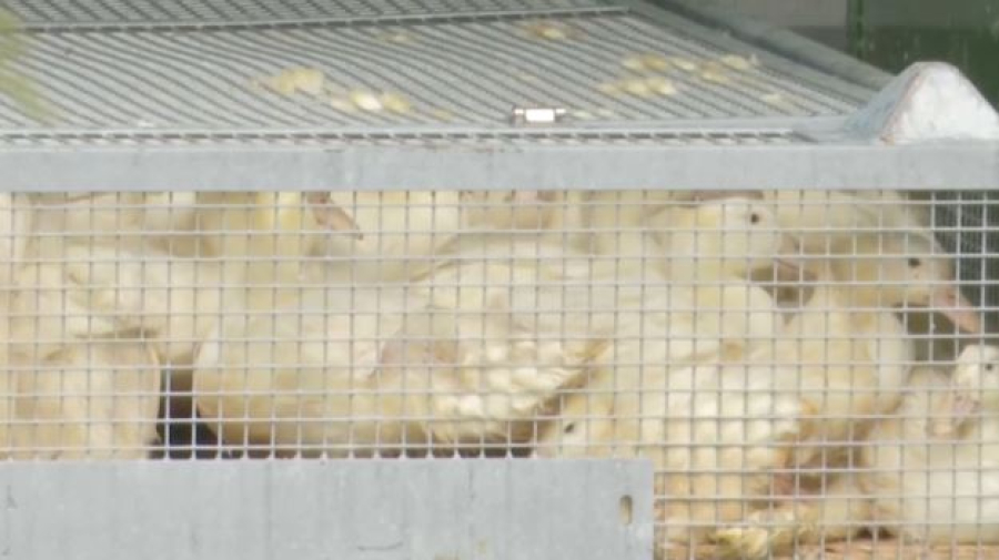 Более 130 тысяч птиц уничтожат из-за птичьего гриппа в Германии