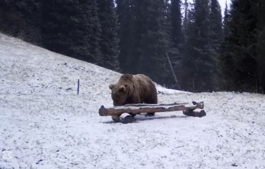 Редкий хищник попал в объектив фотоловушки в Казахстане
