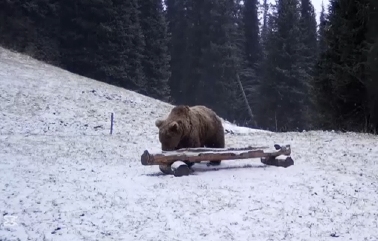 Редкий хищник попал в объектив фотоловушки в Казахстане