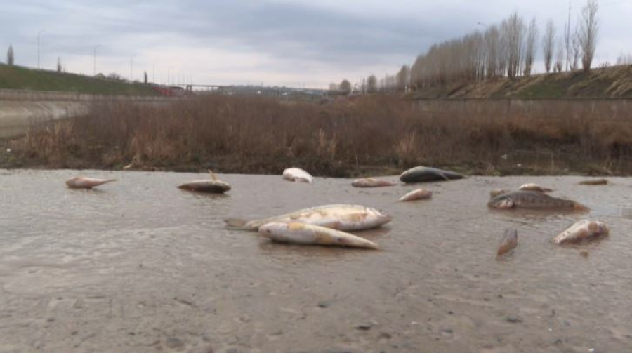 Замор рыбы произошёл на реке Бадам в Шымкенте
