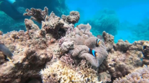 Глубоководные кораллы теряют цвет в Индийском океане