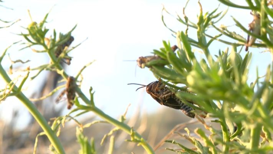 Меры борьбы с саранчой усиливают в Кызылординской области