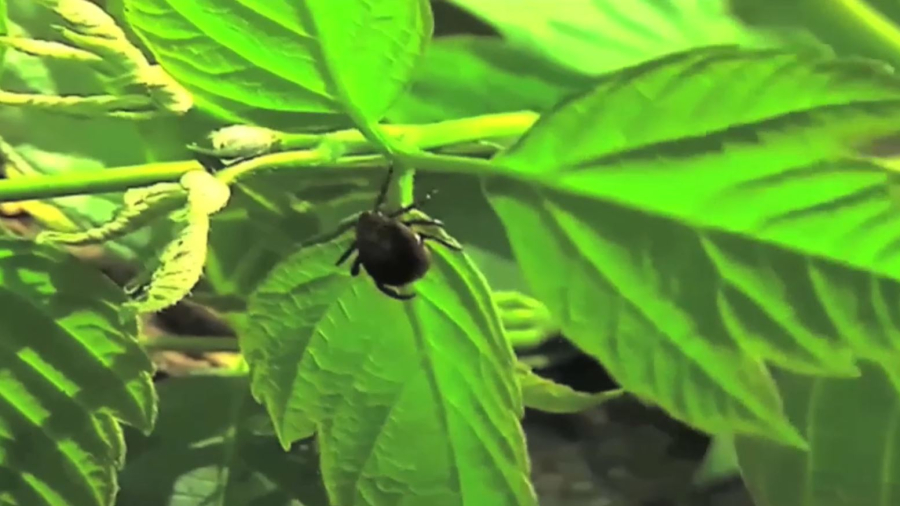 ШҚО-да екі адам кене энцефалитін жұқтырды