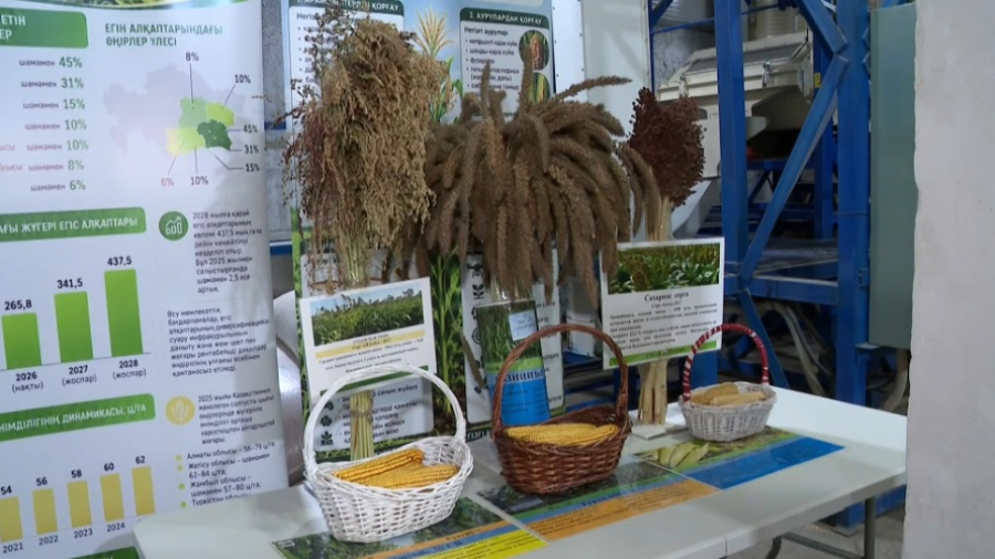 Казахстанские селекционеры вывели новые сорта кукурузы