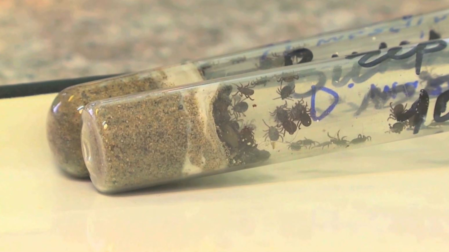 Шығыс Қазақстанда 668 адамды кене шақты