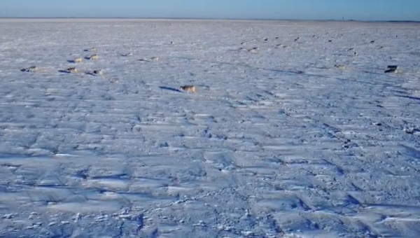 Отстрел сайгаков возобновили в Западном Казахстане