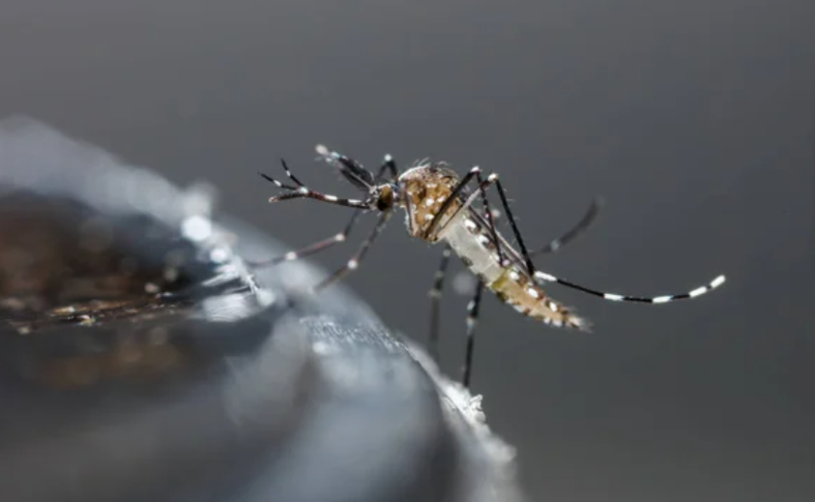 Число умерших от лихорадки денге в Бангладеш достигло 269