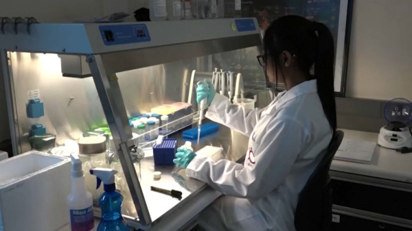 Вирусологи выявили новый коронавирус у летучих мышей в Китае