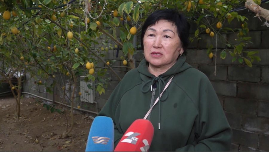 Урожай лимонов собирает садовод в Уральске