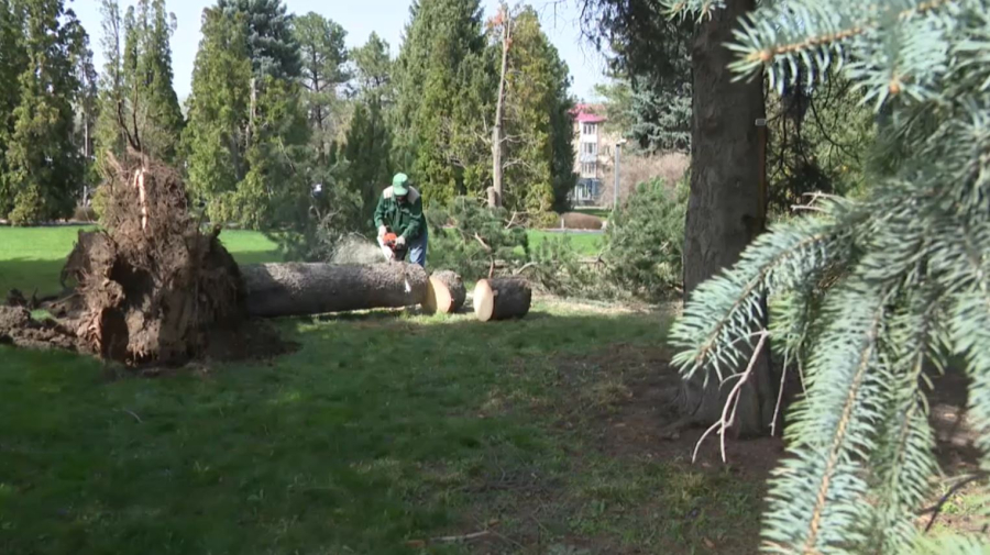 Дауыл салдарынан Алматыдағы ботаникалық бақ жабылды