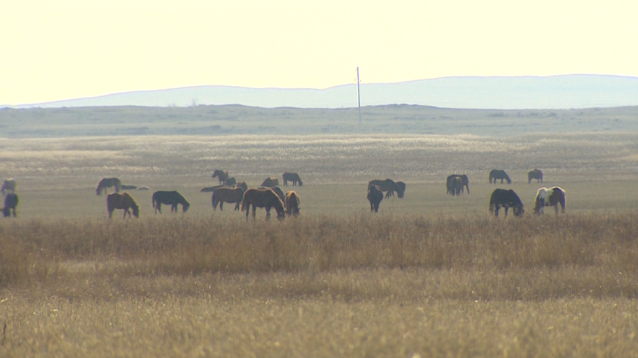 Казахстан укрепляет продбезопасность