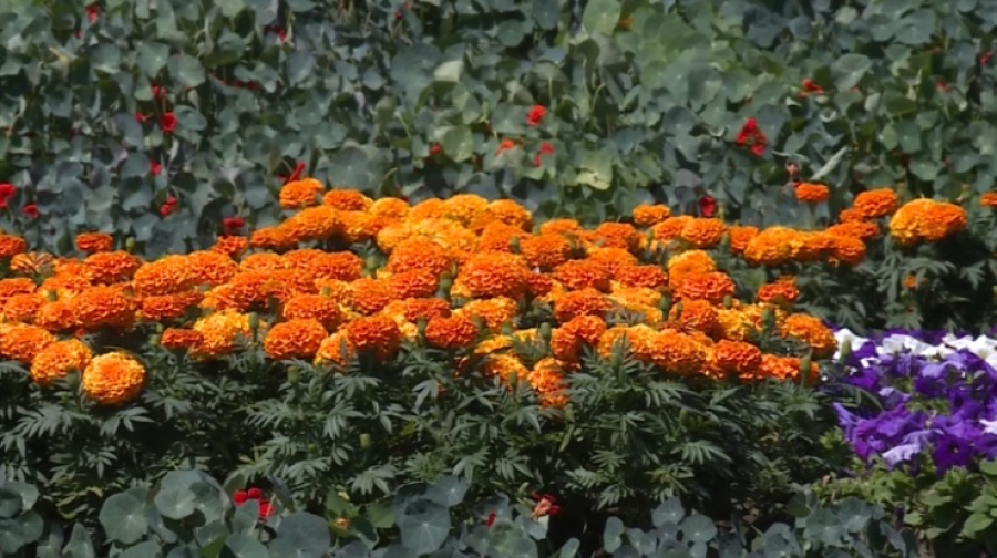 Какие цветы выбирают для столичных улиц и парков