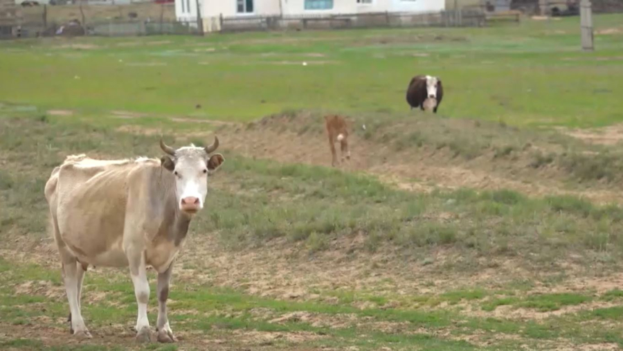 Мал шаруашылығы – басты назарда