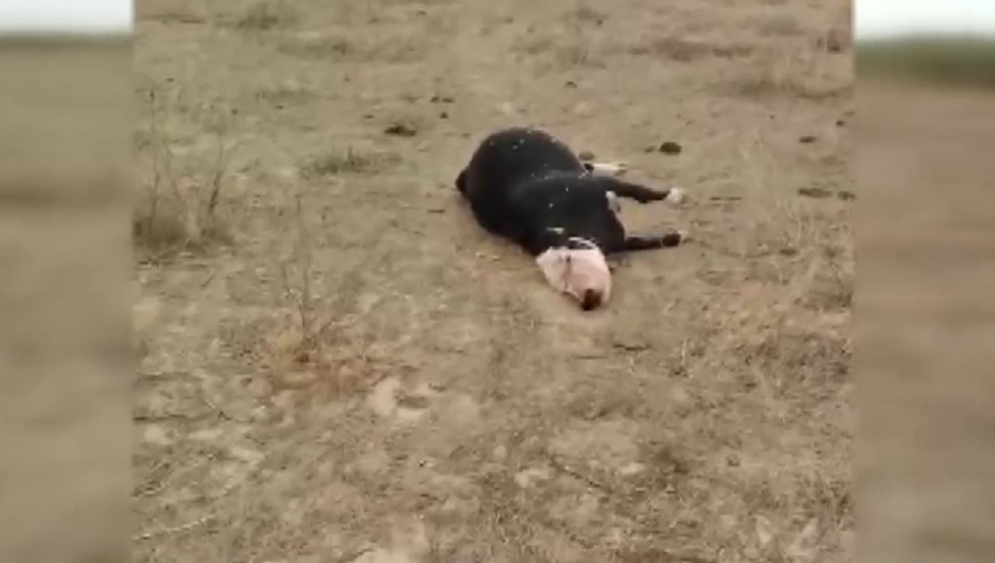 Атырау облысында сиыр қырылып жатыр