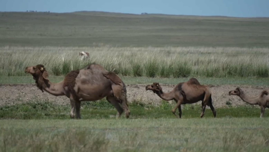 Цифрландыру төрт түлікті бақылауды жеңілдетеді