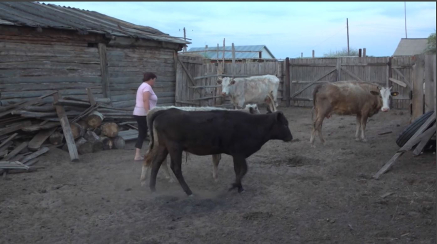 Жеке қосалқы шаруашылықтар қолдауды қажет етеді