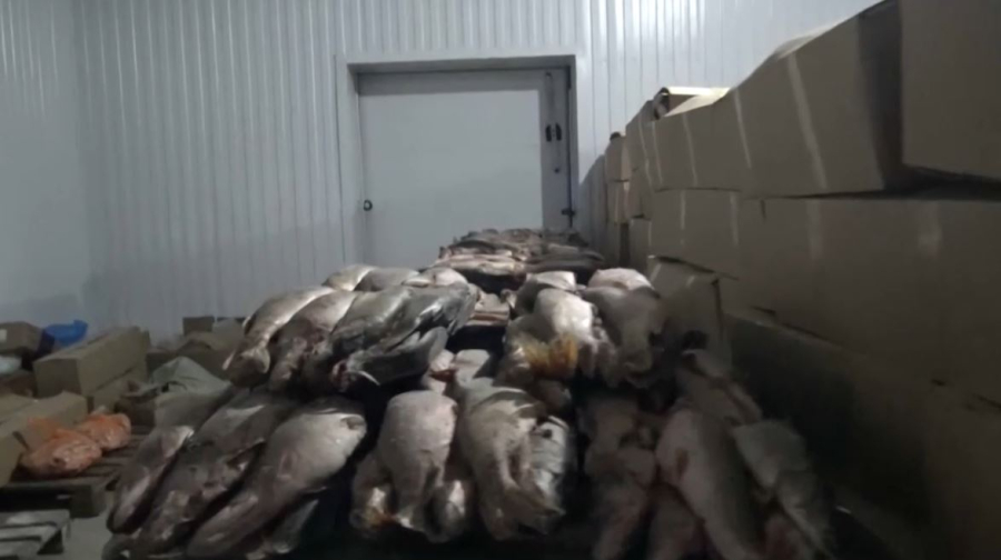 АФМ раскрыло схему незаконного экспорта рыбы в Европу