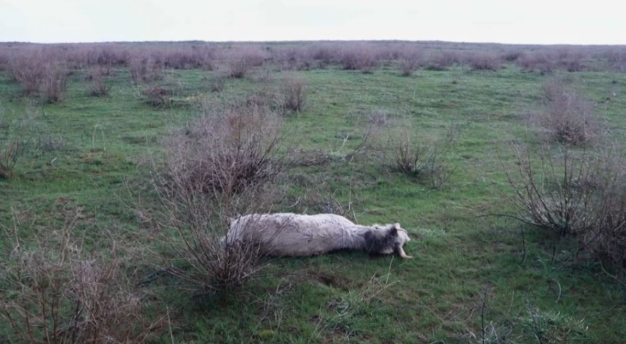 Атырау облысында 800 киіктің өлексесі табылды