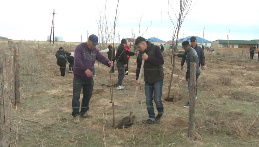 «Таза Қазақстан»: Ақсуат ауданында 5000 ағаш егіледі