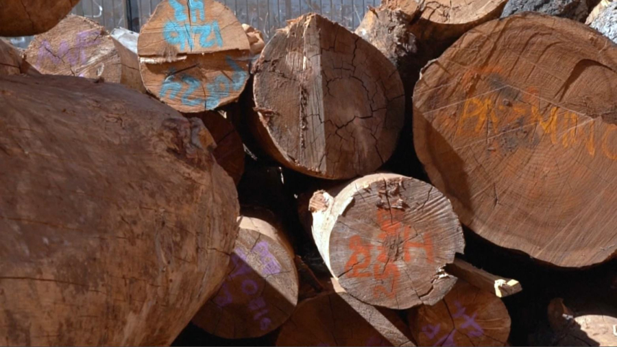 Әлемде ағашқа сұраныс артады: орманды қалай қорғаймыз?