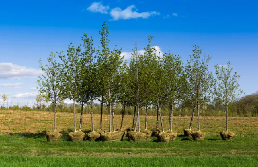Акция «Зеленый двор» стартовала в Алматы