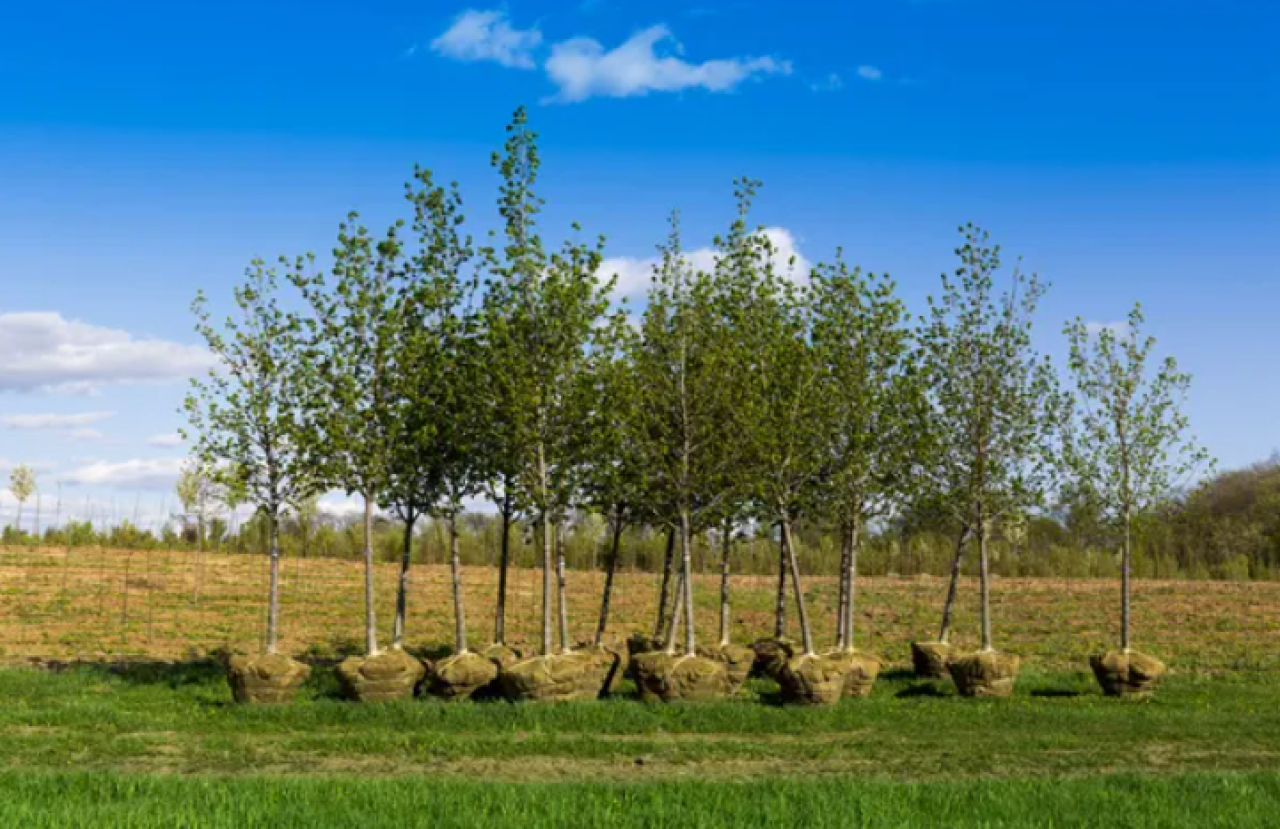 Акция «Зеленый двор» стартовала в Алматы