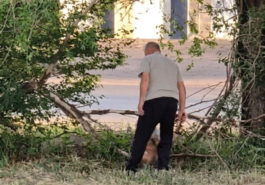 В Степногорске пожилой мужчина жестоко убил собаку на глазах у прохожих