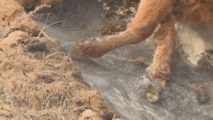Опасная траншея: жители возмущены из-за погибшего скота в Карагандинской области